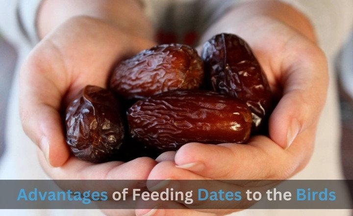 Advantages of Feeding Dates to the Birds