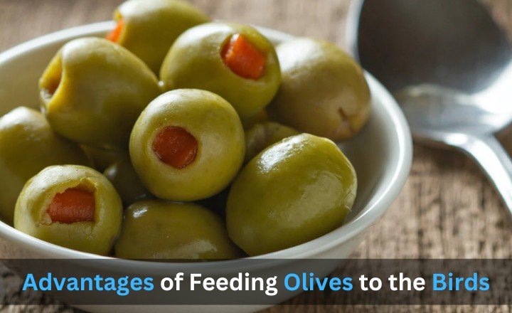 Advantages Olives For the Birds