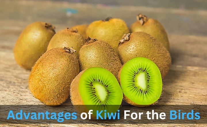 Advantages of Kiwi For the Birds