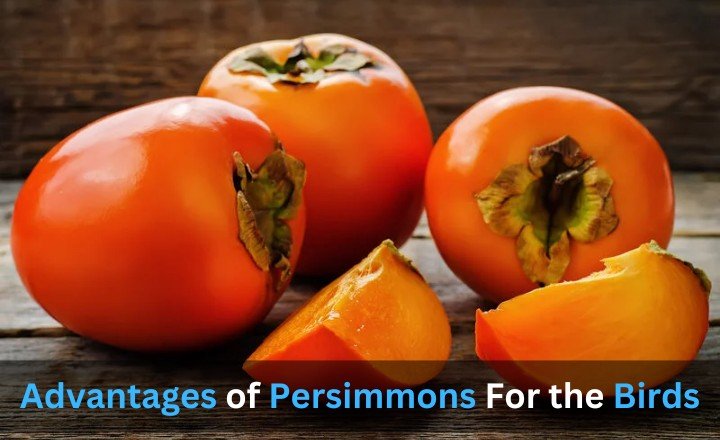 Advantages of Persimmons For the Birds