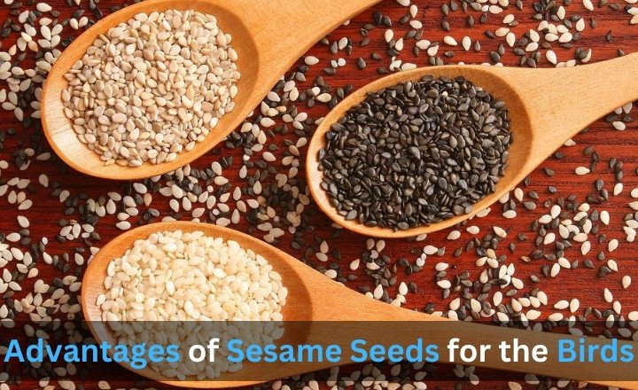 Advantages of Sesame Seeds for the Birds