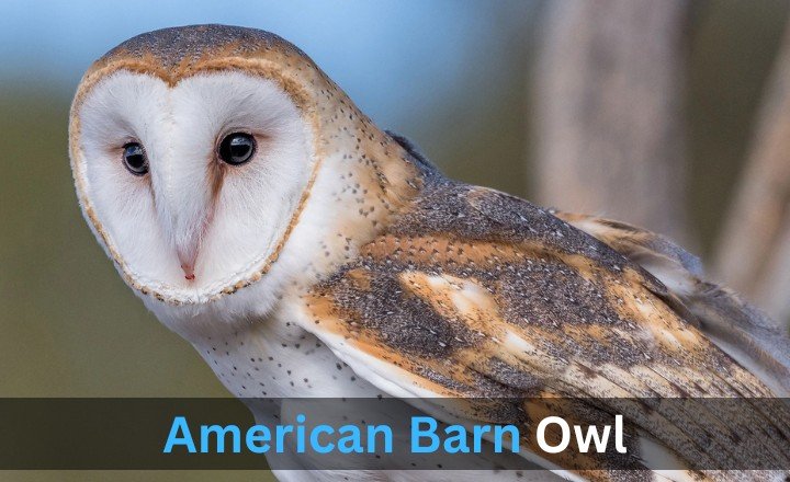 What is American Barn Owl