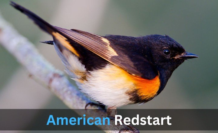 What is American Redstart