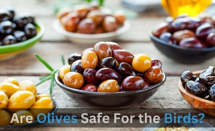 Are Olives Safe For the Birds