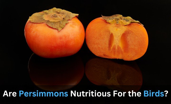 Are Persimmons Nutritious For the Birds