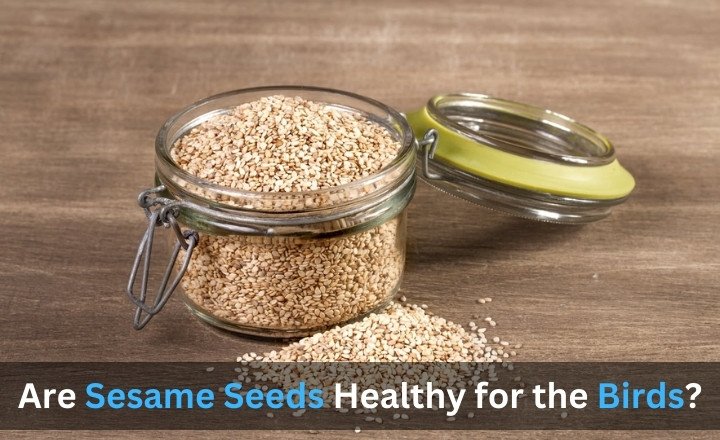 Are Sesame Seeds Healthy for the Birds