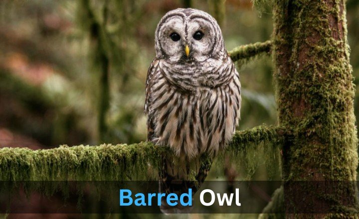 What is Barred Owl