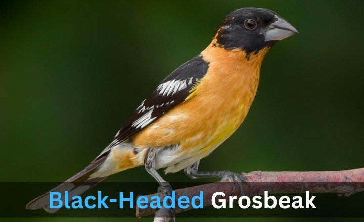 What is Black-Headed Grosbeak