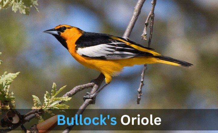 What is Bullock's Oriole