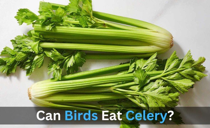 Can Birds Eat Celery