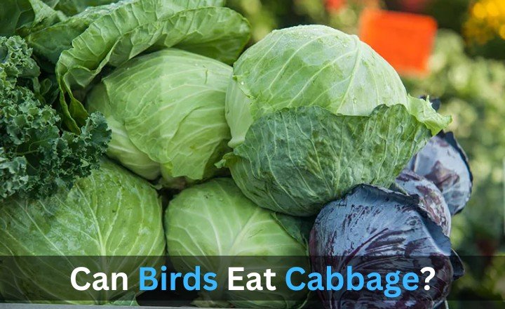 Can Bird Eat the Cabbage