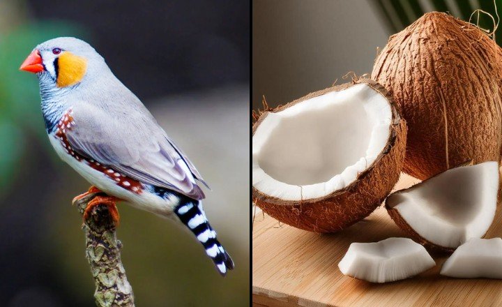 Can Birds Eat Coconut