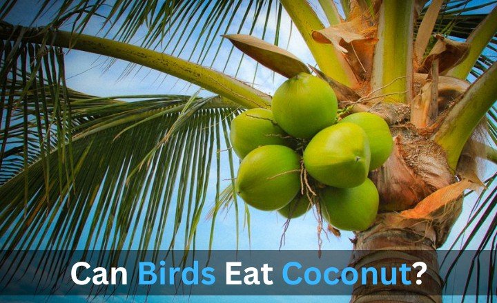 Can Birds Eat Coconut