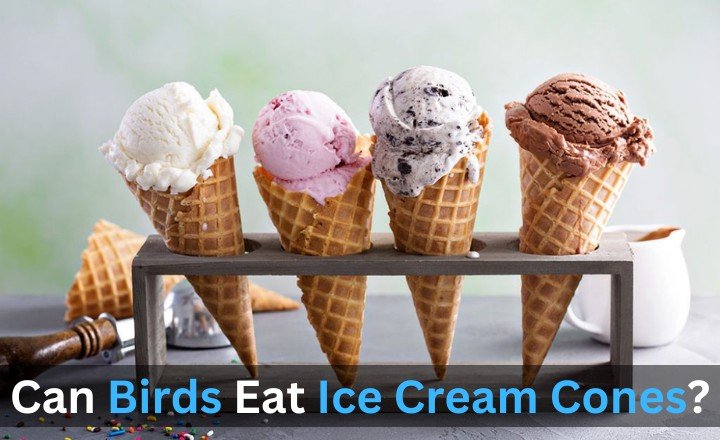 Can Birds Eat Ice Cream Cones