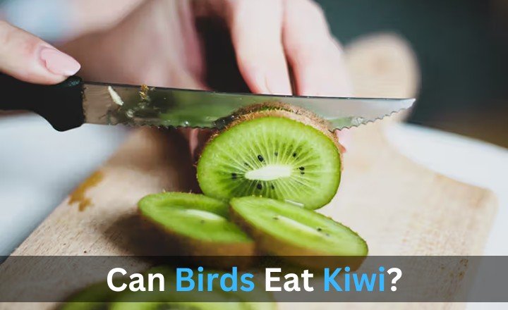 Can Birds Eat Kiwi