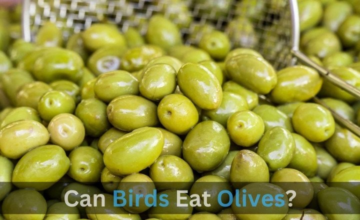 Can Birds Eat Olives