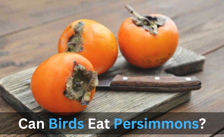 Can Birds Eat Persimmons