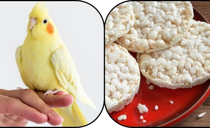 Can Birds Eat Rice Cakes