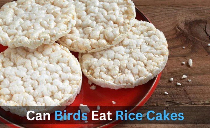 Can Birds Eat Rice Cakes