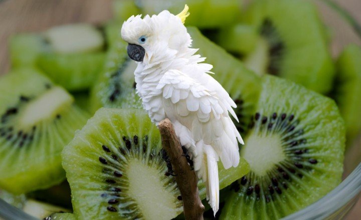 Can Birds Eat Kiwi