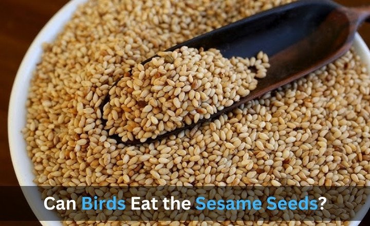 Can Birds Eat the Sesame Seeds