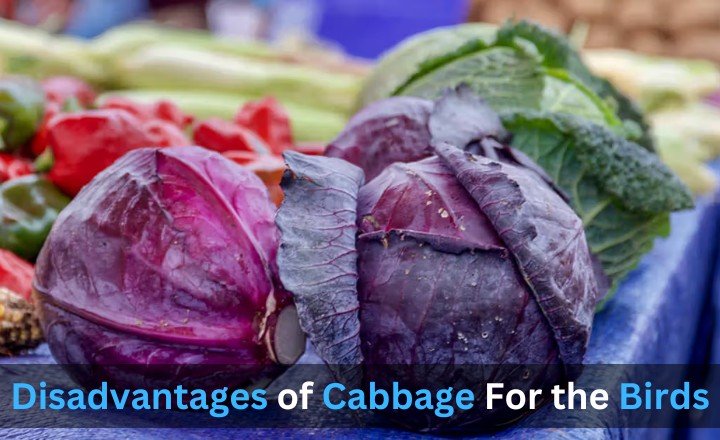 Disadvantages of Cabbage For the Bird