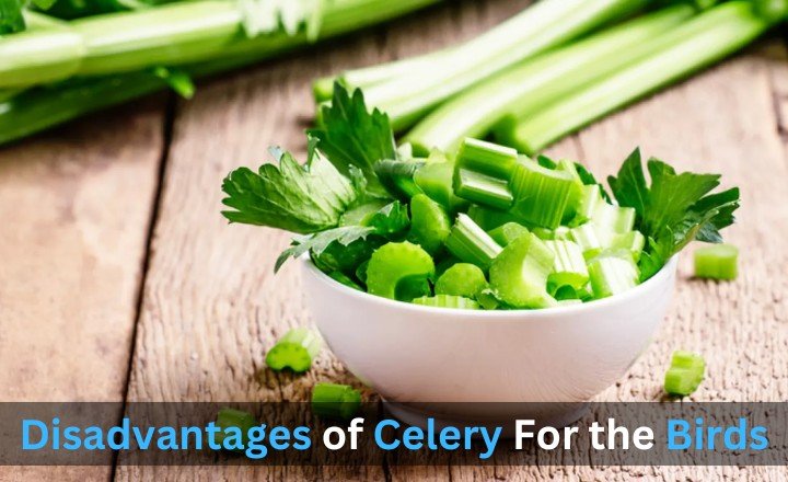 Disadvantages of Celery For the Birds