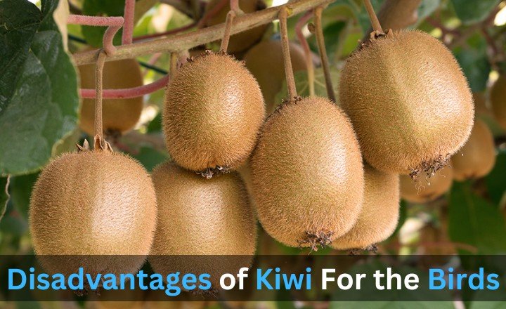 Disadvantages of Kiwi For the Birds