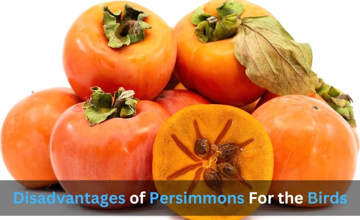 Disadvantages of Persimmons For the Birds