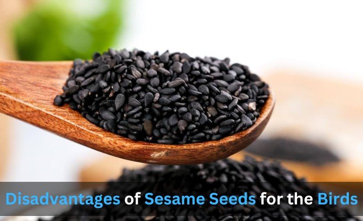 Disadvantages of Sesame Seeds for the Birds