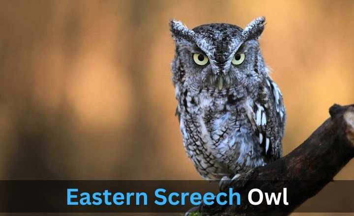 What is Eastern Screech Owl