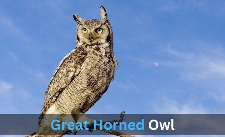 What is Great Horned Owl