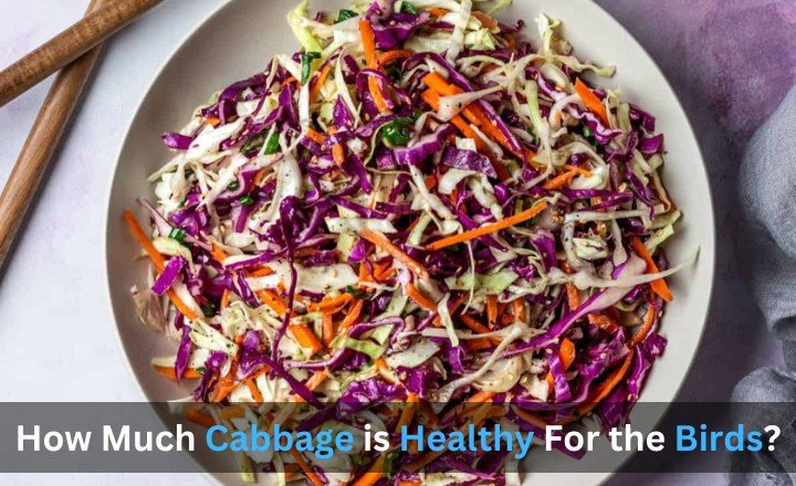 How Much Cabbage is Healthy For the Bird