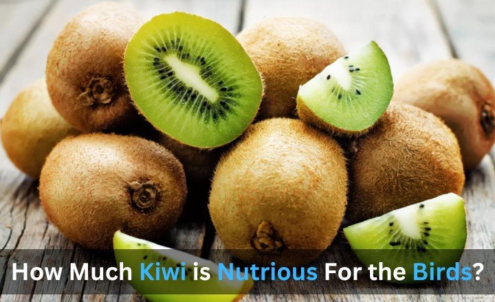 How Much Kiwi is Nutrious For the Birds