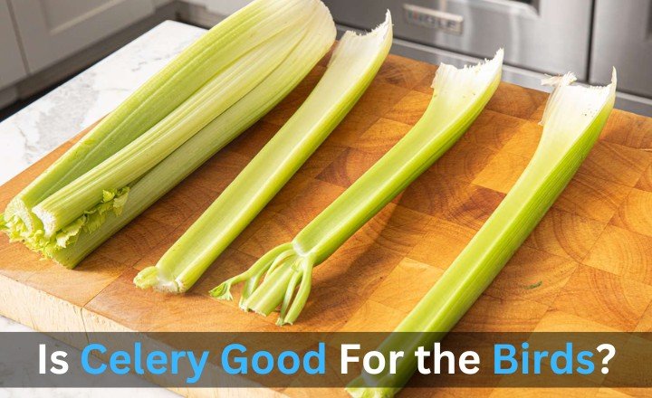 Is Celery Good For the Birds