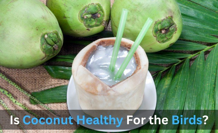 Is Coconut Healthy For the Birds