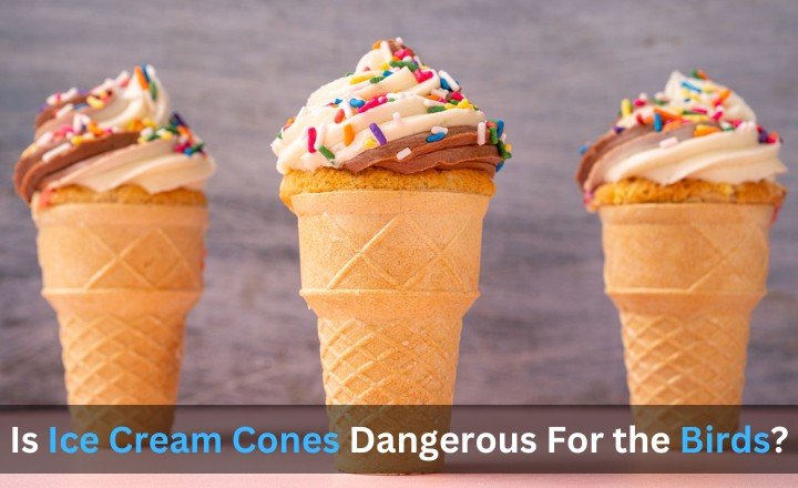 Is Ice Cream Cones Dangerous For the Birds