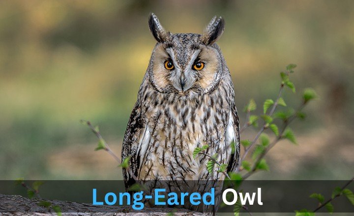 What is Long-Eared Owl