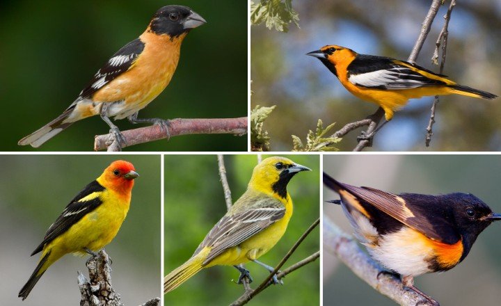 Orange and Black Birds