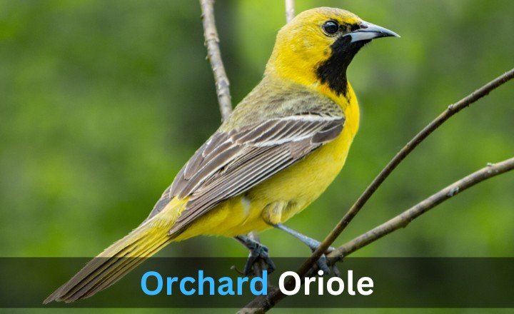 What is Orchard Oriole