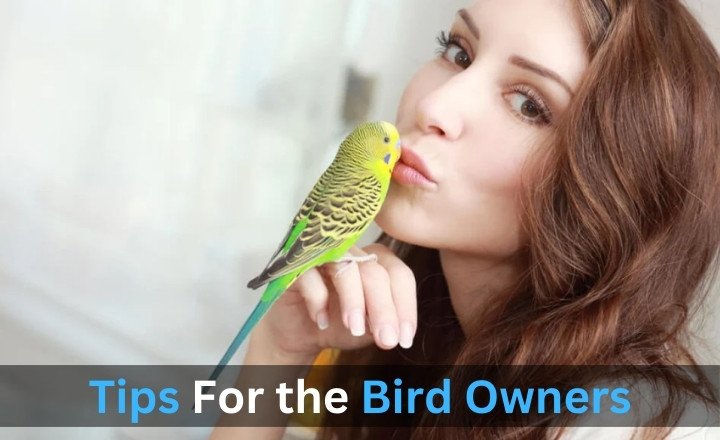 Tips For the Bird Owners