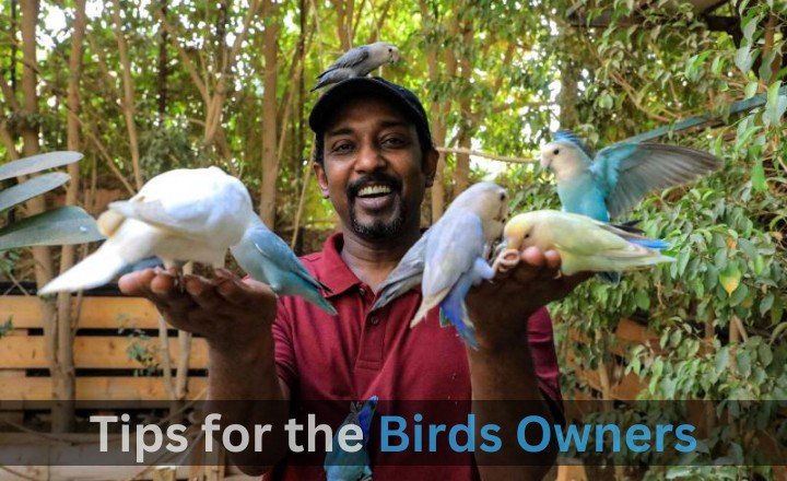 Tips for the Birds Owners