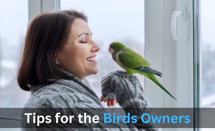 Tips for the Birds Owners