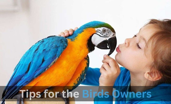 Tips for the Birds Owners