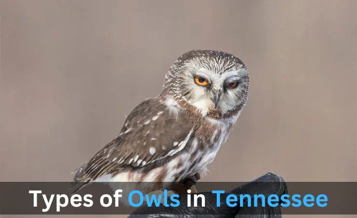 Types of Owls in Tennessee