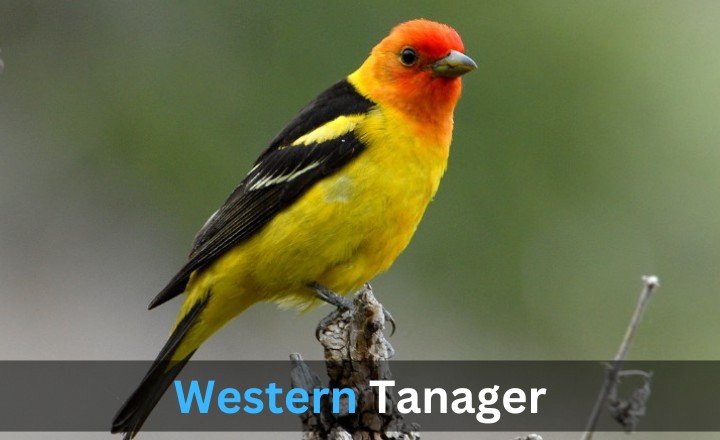 What is Western Tanager