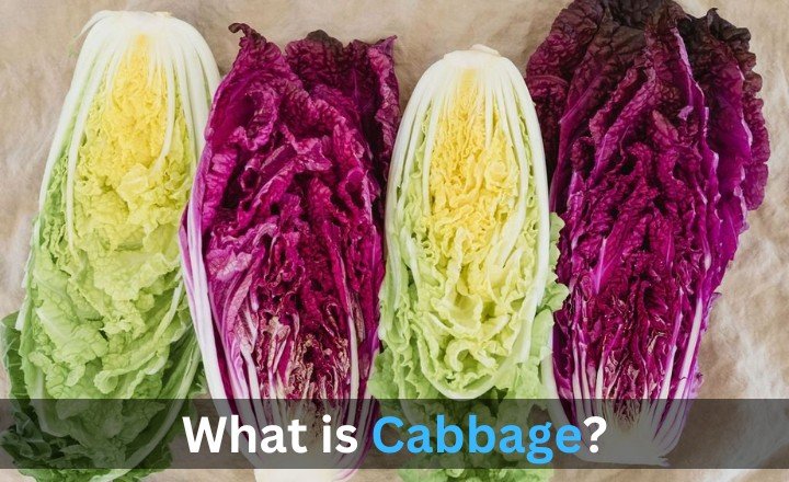 What is the Cabbage