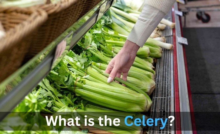 What is the Celery