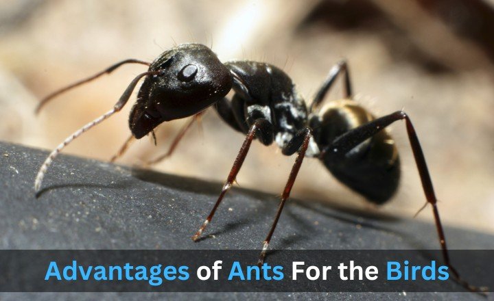 Advantages of Ants For the Birds