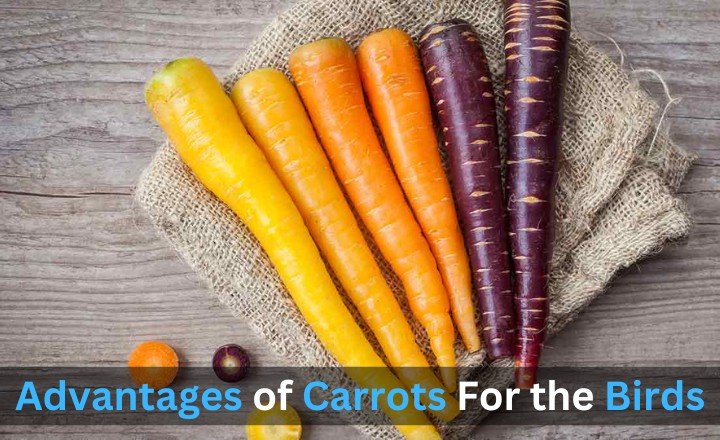 Advantages of Carrots For the Birds